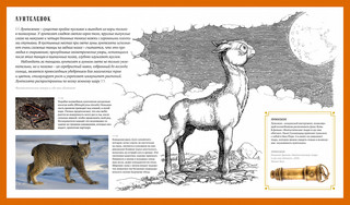 Фантастические твари. Природа чудес волшебного мира 3