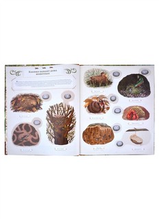 Животные-строители 4