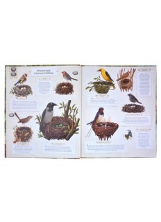 Животные-строители 6