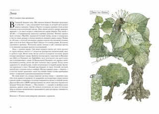 Вокруг света за 80 деревьев 2