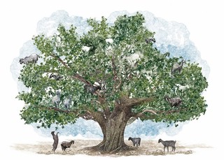 Вокруг света за 80 деревьев 3