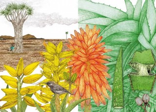 Вокруг света за 80 растений 4