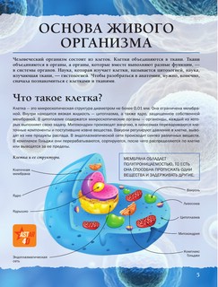 Тело человека 4