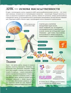 Тело человека 5