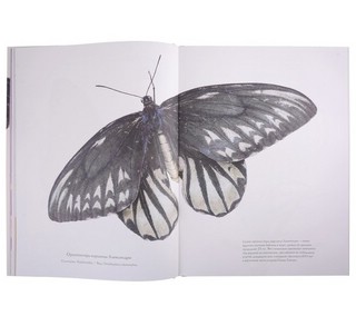 Загадочный мир бабочек 4
