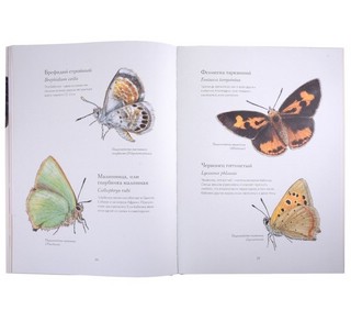 Загадочный мир бабочек 5