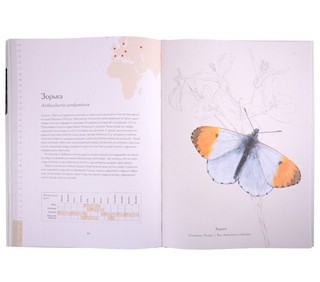 Загадочный мир бабочек 6