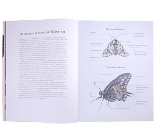 Загадочный мир бабочек 3