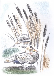 Заяц в море. Рассказы о северной Камчатке 2