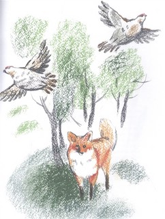 Заяц в море. Рассказы о северной Камчатке 3