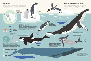 Подводный мир. Визуальный гид 3