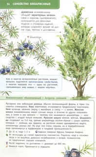 Деревья и кустарники России. Определитель 9