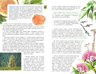 Деревья и кустарники России. Определитель 2