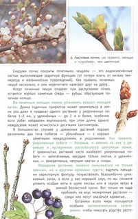 Деревья и кустарники России. Определитель 3