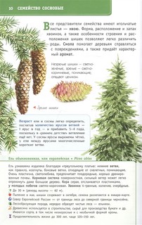 Деревья и кустарники России. Определитель 5