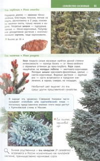 Деревья и кустарники России. Определитель 6