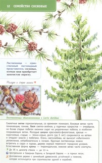 Деревья и кустарники России. Определитель 7