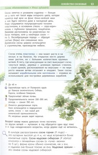 Деревья и кустарники России. Определитель 8