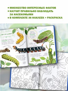 Насекомые. Книжка с наклейками 4