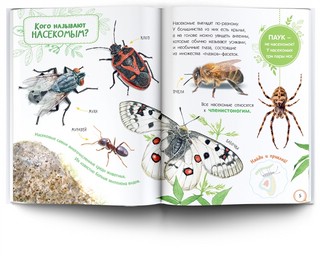 Насекомые. Книжка с наклейками 6