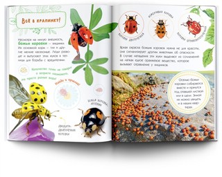 Насекомые. Книжка с наклейками 7