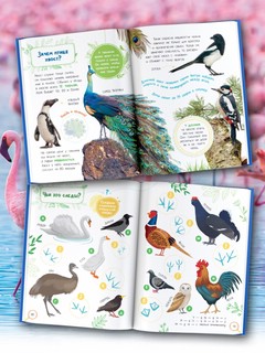 Птицы. Книжка с наклейками 3