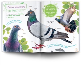 Птицы. Книжка с наклейками 7