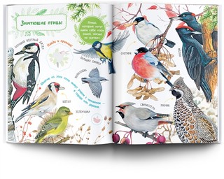 Птицы. Книжка с наклейками 8