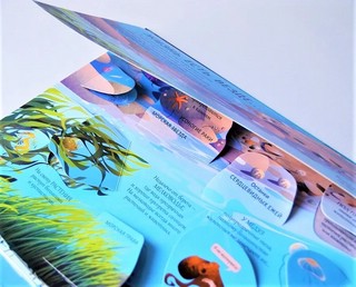 Океаны. Более 85 секретных створок 5