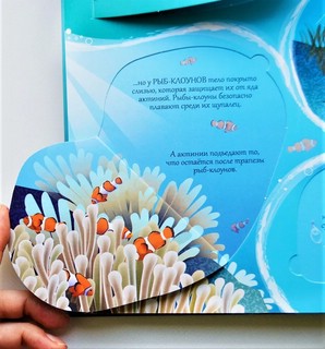 Океаны. Более 85 секретных створок 8