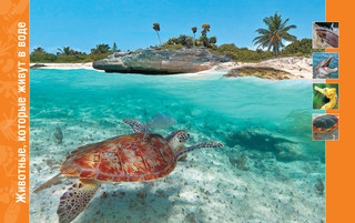 В мире животных. Энциклопедия 5