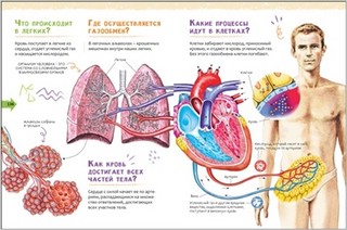 Человек. Новая детская энциклопедия 4