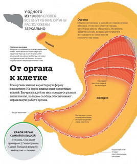 Как работает тело 7