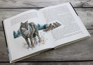 Белый клык 4