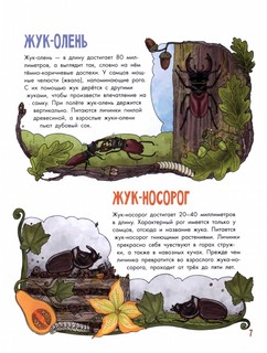 Насекомые. Моя первая книга 11