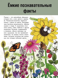 Насекомые. Моя первая книга 5