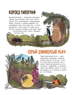 Насекомые. Моя первая книга 8