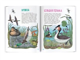 О птицах. Моя первая книга 12