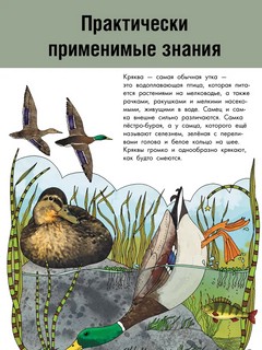 О птицах. Моя первая книга 4