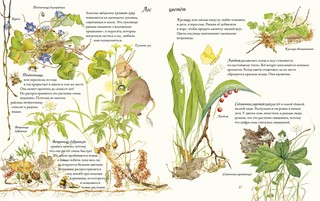 Цветочная книга шмеля 6