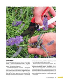 Дикий чай. Новые вкусовые территории. Дикий чай. Новые вкусовые территории. Как создать элегантный напиток из растений живой природы 13