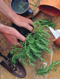 Дикий чай. Новые вкусовые территории. Дикий чай. Новые вкусовые территории. Как создать элегантный напиток из растений живой природы 14