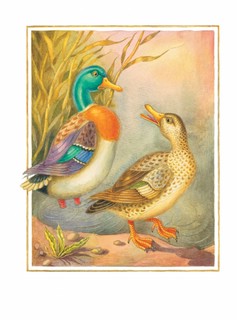 Серая Шейка АСТ 3