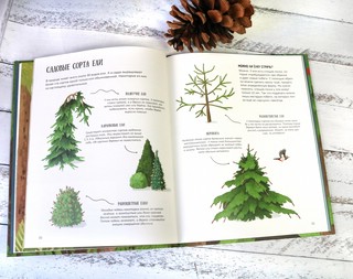 Елка и ее родственники 9