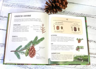 Елка и ее родственники 11