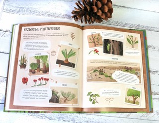 Елка и ее родственники 12