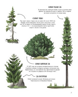 Елка и ее родственники 5