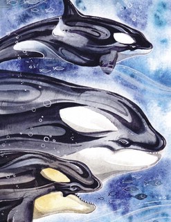 Маленькая косатка 3