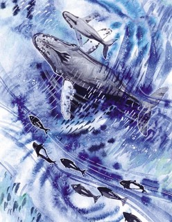 Маленькая косатка 6