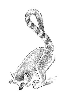 Ленивые лемуры. Дзен и потягушки каждый день! Раскраски антистресс 4